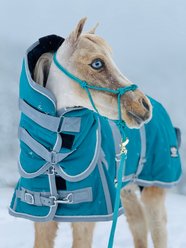 Star Point Horsemanship 1200 D Ripstop 450 G Artic-Heavyweight Horse Blanket, Teal, 52 to 54-in