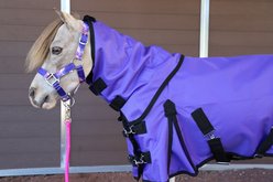 Star Point Horsemanship 1200 D RipStop Waterproof Horse Sheet, Purple, 42 to 44-in