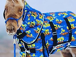 Star Point Horsemanship 220-gm Waterproof Horse Blanket, Yellow Trucks, 38 to 40-in