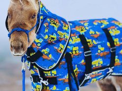Star Point Horsemanship 220-gm Waterproof Horse Blanket, Yellow Trucks, 78 to 80-in