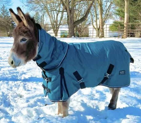 Show full view: Star Point Horsemanship 350 G 1200 D RipStop Waterproof Hooded Horse Blanket, Teal, 60 to 62-in slide 2 of 2