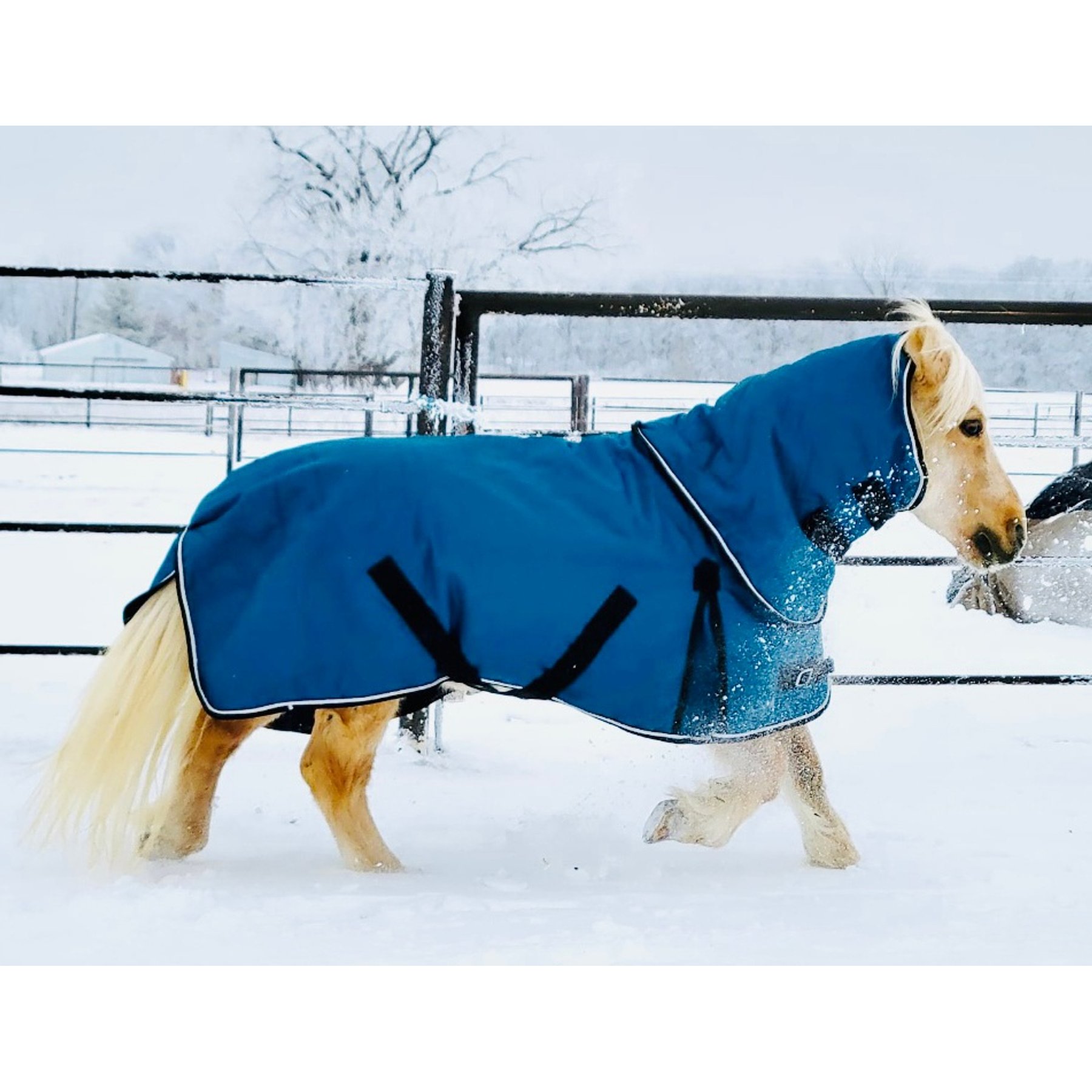 Star Point Horsemanship 350 G 1200 D RipStop Waterproof Hooded Horse Blanket, Teal, 74 to 76-in
