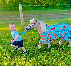 Star Point Horsemanship Blue Dinosaur 600 D Hooded No Fill Horse Sheet, Blue Dinosaur, 40 to 42-in slide 2 of 2