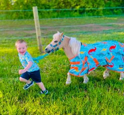 Star Point Horsemanship Blue Dinosaur 600 D Hooded No Fill Horse Sheet, Blue Dinosaur, 76 to 78-in slide 2 of 2