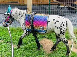 Star Point Horsemanship English/Surcingle Horse Saddle Pad, Rainbow Cheetah, Mini-Pony