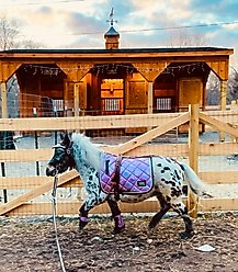 Star Point Horsemanship Holographic English Horse Saddle Pads, Pink Holographic, Miniature Horse 38-in & under slide 2 of 3