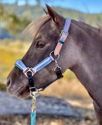 Star Point Horsemanship Holographic Leather Padded Horse Halter, Large Mini