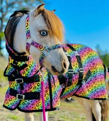 Star Point Horsemanship Hooded Printed Mesh UV Horse Fly Sheet, Rainbow Cheetah, 38 to 40-in