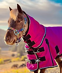 Star Point Horsemanship Mini-Pony 100 Gram Lightweight Waterproof Hooded Horse Blanket, Raspberry, 40-42-in slide 2 of 2