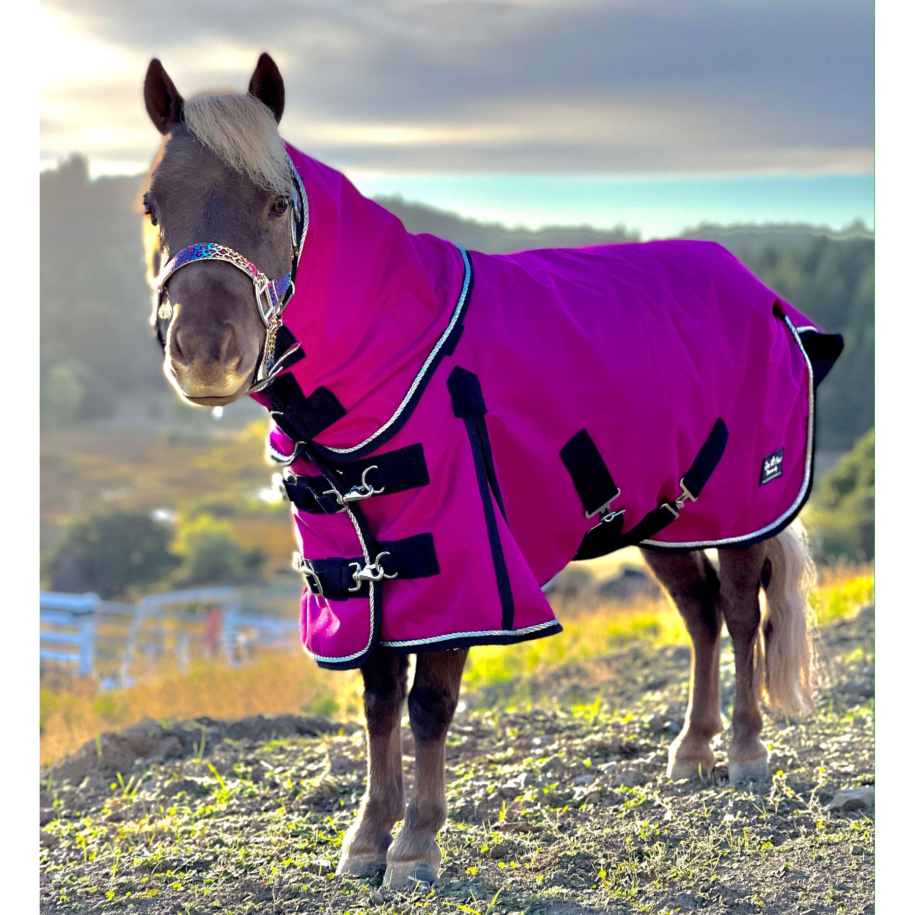 Star Point Horsemanship Mini-Pony 100 Gram Lightweight Waterproof Hooded Horse Blanket, Raspberry, 48-50-in