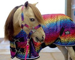 Star Point Horsemanship Mini-Pony 220 Midweight Waterproof Hooded Blanket, Rainbow Cheetah, 42-44-in slide 2 of 4