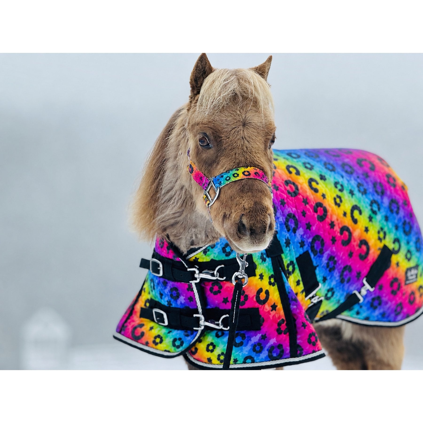 Star Point Horsemanship Mini-Pony 220 Midweight Waterproof Hooded Blanket, Rainbow Cheetah, 48-50-in