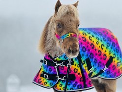 Star Point Horsemanship Mini-Pony 220 Midweight Waterproof Hooded Blanket, Rainbow Cheetah, 52-54-in