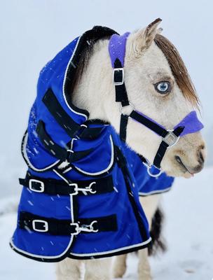 Show full view: Star Point Horsemanship Mini-Pony 220 Midweight Waterproof Hooded Blanket, Royal Blue, 40-42-in slide 2 of 4