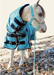 Star Point Horsemanship Mini-Pony 220 Midweight Waterproof Hooded Blanket, Teal, 38-40-in