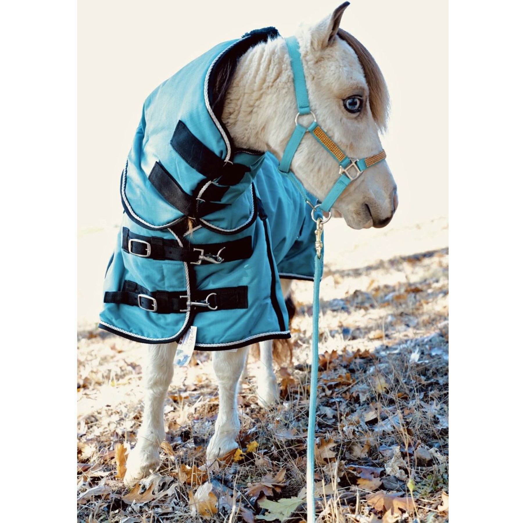 Star Point Horsemanship Mini-Pony 220 Midweight Waterproof Hooded Blanket, Teal, 50-52-in