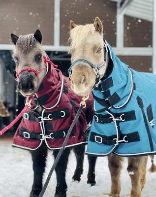 Show full view: Star Point Horsemanship Mini-Pony 220 Midweight Waterproof Hooded Blanket, Teal, 52-54-in slide 3 of 4