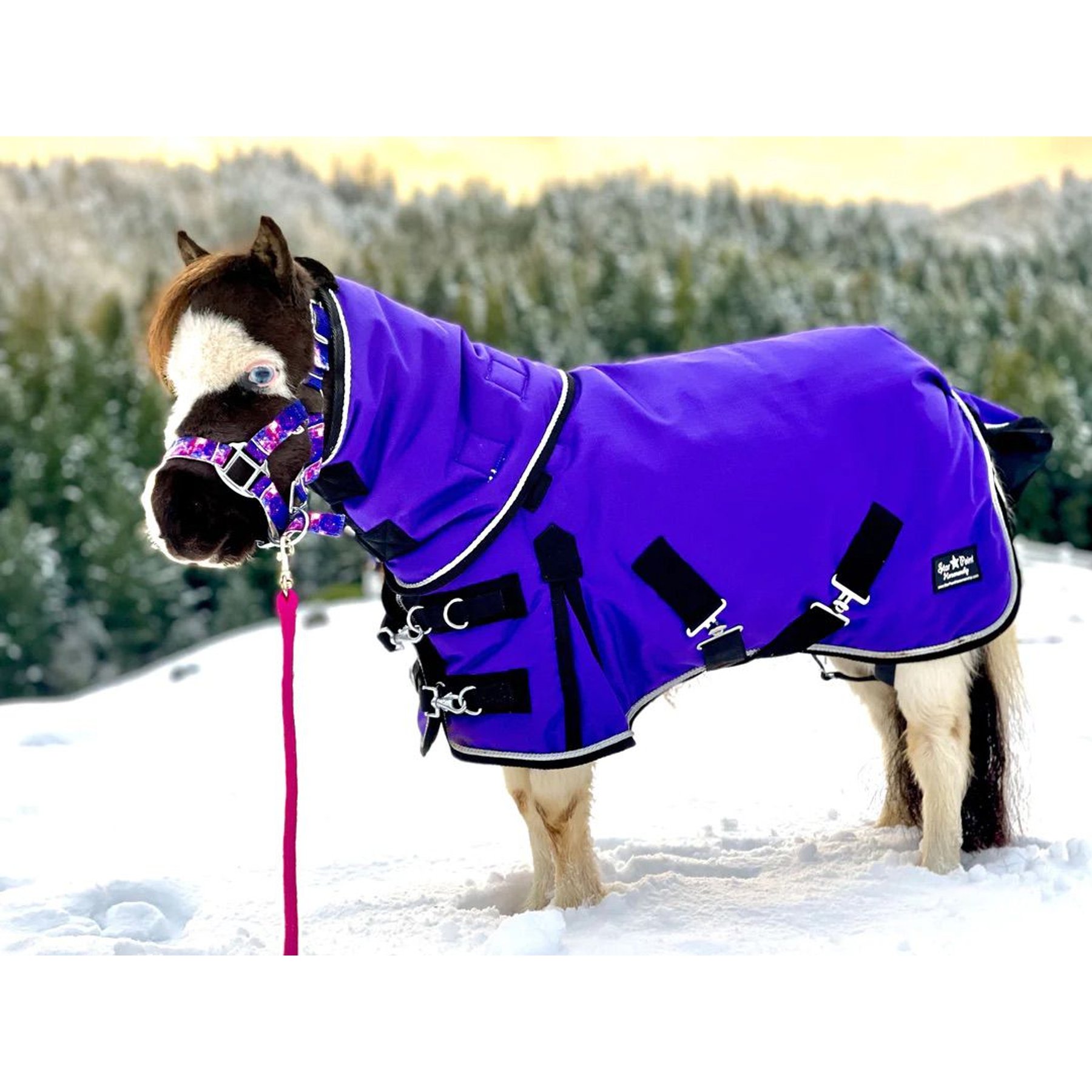 Star Point Horsemanship Mini-Pony 350 Gram Heavyweight Waterproof Hooded Horse Blanket, Purple, 38-40-in