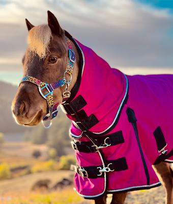 Show full view: Star Point Horsemanship Mini-Pony 350 Gram Heavyweight Waterproof Hooded Horse Blanket, Raspberry, 42-44-in slide 2 of 2
