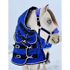 Star Point Horsemanship Mini-Pony 350 Heavyweight Hooded Blanket, Royal Blue, 48-50-in