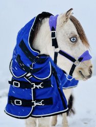 Star Point Horsemanship Mini-Pony 350 Heavyweight Hooded Blanket, Royal Blue, 52-54-in