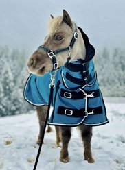 Star Point Horsemanship Mini-Pony 350 Heavyweight Hooded Blanket, Teal, 38-40-in