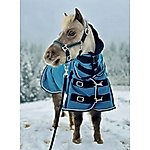 Best Horse Blankets