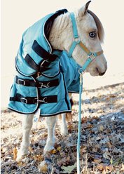 Star Point Horsemanship Mini-Pony 350 Heavyweight Hooded Blanket, Teal, 50-52-in slide 2 of 3