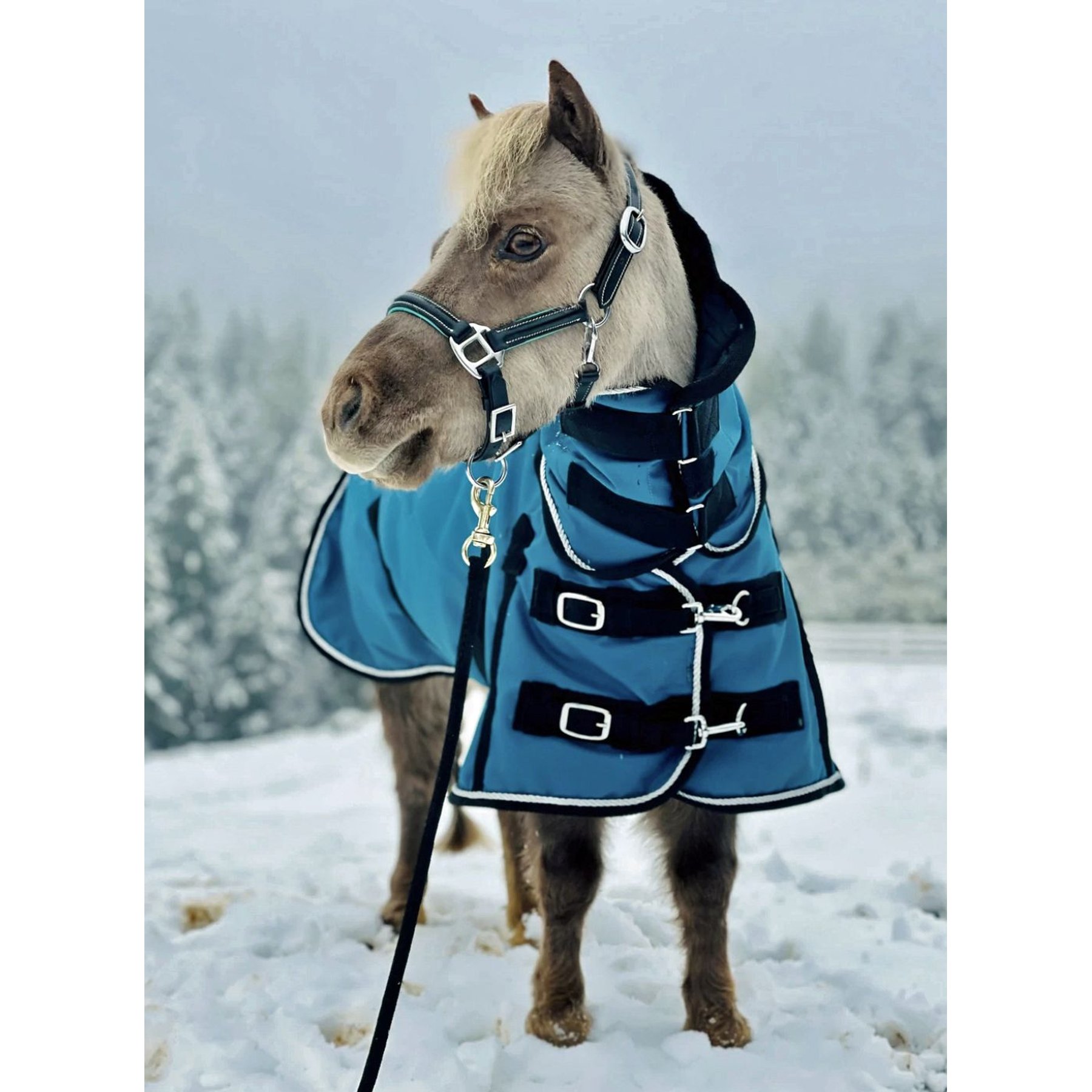 Star Point Horsemanship Mini-Pony 350 Heavyweight Hooded Blanket, Teal, 54-56-in