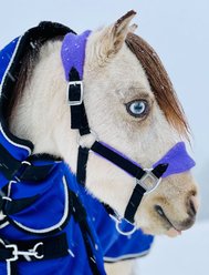 Star Point Horsemanship Mini-Pony Fleece Horse Halter, Purple, Large Mini