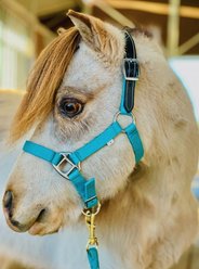 Star Point Horsemanship Mini-Pony Leather Crown Breakaway Stable Horse Halter