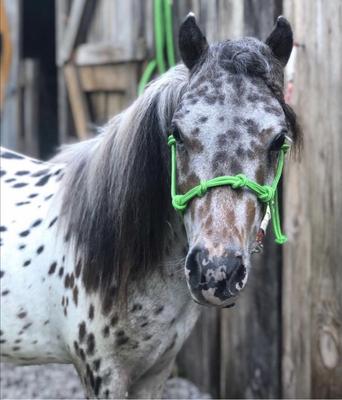 Show full view: Star Point Horsemanship Mini-Pony-Livestock 4 Knot Rope Halter & 8-ft Lead Set, Lime Green, Medium slide 2 of 5