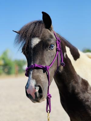 Show full view: Star Point Horsemanship Mini-Pony-Livestock 4 Knot Rope Halter & 8-ft Lead Set, Purple, Medium slide 2 of 4