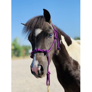 Star Point Horsemanship Mini-Pony-Livestock 4 Knot Rope Halter & 8-ft Lead Set, Purple, Small