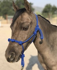 Star Point Horsemanship Mini-Pony-Livestock 4 Knot Rope Halter & 8-ft Lead Set, Royal Blue, Small slide 2 of 2
