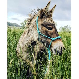 Star Point Horsemanship Mini-Pony-Livestock 4 Knot Rope Halter & 8-ft Lead Set, Teal, Medium