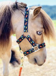 Star Point Horsemanship Mini-Pony-Livestock Printed Halter, Dinosaurs, Small