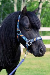 Star Point Horsemanship Mini-Pony-Livestock Printed Halter, Dinosaurs, Small slide 2 of 2