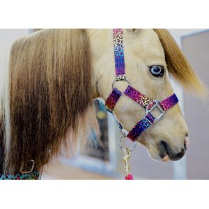 Star Point Horsemanship Mini-Pony-Livestock Printed Halter, Rainbow Cheetah, Small