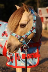 Star Point Horsemanship Mini-Pony-Livestock Printed Halter, Tractors, Large
