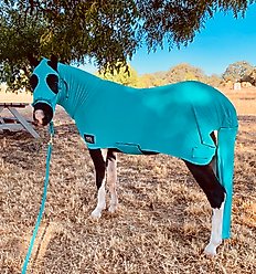 Star Point Horsemanship Mini-Pony Lycra Body Suits, Teal, Small: 28 to 32-in Mini slide 2 of 2