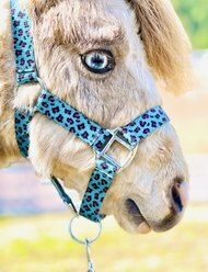 Star Point Horsemanship Mini-Pony Printed Horse Halter, Teal Cheetah, Large Mini
