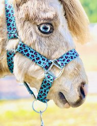 Star Point Horsemanship Mini-Pony Printed Horse Halter, Teal Cheetah, Medium Mini
