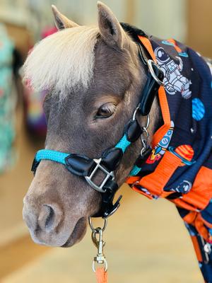 Show full view: Star Point Horsemanship Miniature Horse Leather Combo Knotless Training Halter, Teal, Large: 34 to 40-in slide 1 of 2