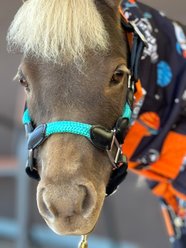 Star Point Horsemanship Miniature Horse Leather Combo Knotless Training Halter, Teal, Large: 34 to 40-in slide 2 of 2