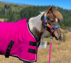 Star Point Horsemanship Miniature Horse-Pony Fleece Cooler/Blanket Liner, Raspberry, 52 to 54-in
