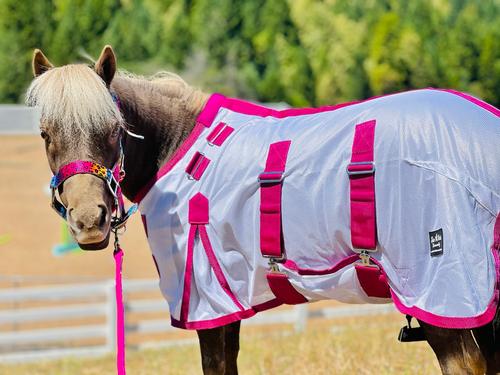 Show full view: Star Point Horsemanship Miniature Horse-Pony Hooded Bellyband UV Fly Sheet, Raspberry, 46 to 48-in slide 2 of 3