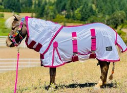 Star Point Horsemanship Miniature Horse-Pony Hooded Bellyband UV Fly Sheet, Raspberry, 63 to 65-in