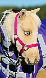 Star Point Horsemanship Newborn Mini Foal Halter, Raspberry, Mini Foal