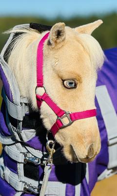 Show full view: Star Point Horsemanship Newborn Mini Foal Halter, Raspberry, Mini Foal slide 1 of 1